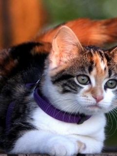 chaton tigre blanc.jpg
